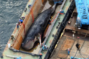 【元淀川のアイドル】クジラの「淀ちゃん」、海に帰すため大阪を出発　体に30トンのコンクリ取り付け、きょう午後にも海底へ