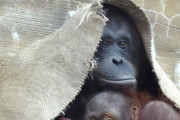 【動画】オランウータン、面倒見が良い