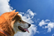 他所の犬が広い庭を走り回っていたんだけど、その庭には陽を遮るものがなく、気になってた。→この前、日中に通ったら柵から手が届くところにその犬が横たわっていた…