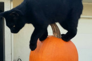 【ねこ画像】ハロウィンの玉乗り、ごろごろきじとら ほか【再】