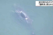 「死んだクジラはその後どうなるか」という生態系の興味深い話