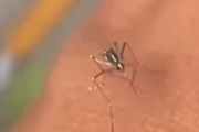 【動画】蚊「あれ？こいつの皮膚に刺さらないんだけど」刺さらないことに困惑する蚊の映像