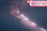 【画像】富山湾で謎の深海生物「サケガシラ」撮影に成功