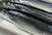 緊急！サンマが三尾500円なんやがどう焼けばええ？