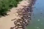 【動画】ブラジルのビーチ、大量のワニによって占拠される