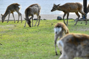奈良「タダでシカ触り放題です」←これ