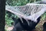 【動画】ハンモックに登れないクマ達が可愛すぎる
