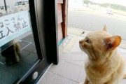 【悲報】ねこさん、出禁になってしまう