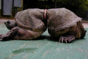 【画像】体にゴミが巻きついたまま大きくなった亀ｗｗｗｗｗｗｗｗｗｗｗｗｗ