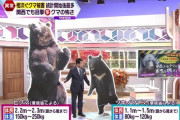 クマ界最弱とされるツキノワグマ、でかい