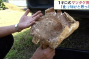 「化け物だと思った」「おおすごいって叫びました」直径30cm・重さ1kgを超える巨大マツタケが見つかる