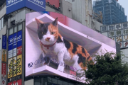 新宿の巨大な三毛猫、海外でも話題を集める