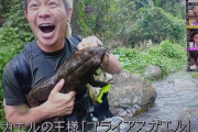 【悲報】爬虫類ハンター加藤さん、仕込みのカエルだと知らずに大はしゃぎしてしまう