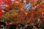 【掛川市】ならここの里キャンプ場【動画】紅葉の見ごろ11月下旬～12月上旬♪