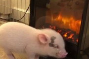 ブタが温まる動画がかわいい