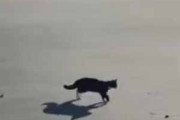 うちのネコと砂浜にやってきた。ひろ～い♪ → 猫はこの「はしゃぎっぷり」です…