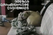 飼い主が留守中に犬がとった行動がせつなすぎて、「ひとりでおいてかないで」の声が続出