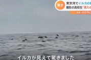 東京湾、今度はイルカ100頭発見される