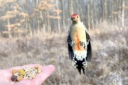 鳥ってこんなに可愛かったんだ。手乗り野鳥が飛んでくるスローモーション映像に癒される。
