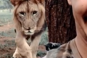 後ろ！後ろ！背後から忍び寄るライオンが男に襲い掛かる瞬間！？海外の反応