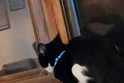 うちのネコが窓辺にいた。何か気になるモノでもあるのかな？ → こうなっちゃう…