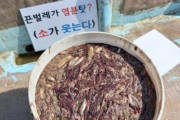 【動画あり】韓国で汚物を好む有害生物が大発生してしまう‥糞尿汚染水を放流後出現した可能性‥　韓国の反応