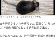【マウス実験】ハゲ、若者の血液注入で毛が生えてフサフサになる事が判明！