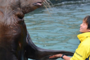 【悲報】水族館のトドさん、酷使されてしまう…