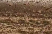 【動画】4000億匹のワタリバッタさん、サウジアラビアを支配してしまうｗｗｗｗｗｗ