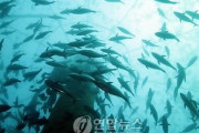 韓国人「韓国がクロマグロの養殖へ！」大企業の養殖業進出にクロマグロとサケが確定する→「これで安く韓国マグロが食べられますね」　韓国の反応