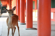 【画像】奈良公園のミスト、🦌に占拠される