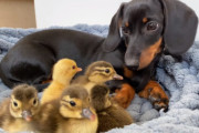 5羽のアヒルの子が誕生！　もふもふで可愛いけれど、ダックスフンドの子犬はビクビク