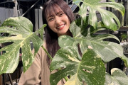 金川紗耶ちゃん、斑入りモンステラ(29,800円)獲得ｗｗｗ【乃木坂46】