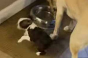 子イヌが同居犬と一緒に水を飲んでいた。突然どうしたの？ → 子犬はこうなった…