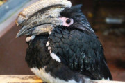 【動画】変な鳥が発見される