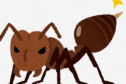 ヒアリ（火蟻）とかいう一時期話題になった外来生物ｗｗｗｗｗｗｗｗｗ