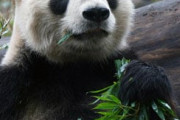 韓国人「日本で飼育されているパンダの毛がふさふさだ！」日本で飼育されているパンダを調べてみた結果がこちらです・・　韓国の反応