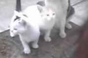 【NNN部隊】飼い犬が他界した →自分（なんだか寂しくなった…ハムスターでも飼おうかな…） →ノラネコ『にゃ～！』自（なんだろ？？） →衝撃の光景が・・・ｗ