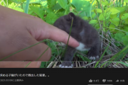 【悲報】人気ペット系YouTuber、また子猫を救出してネット民に疑われてしまう…