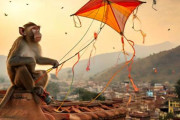 ネタかと思ったらマジだった！インドで凧あげをする猿の姿が話題に