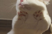 【ねこ科画像】下から見るおてて、ベッドを占拠、王者 ほか【再】