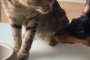 欲しいのか？1粒だけな。犬にキャットフードを1粒だけ分け与える猫
