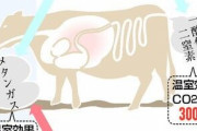 【地球温暖化対策】牛のげっぷ抑制へ　胃の微生物や餌を研究
