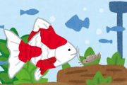 金魚水槽にヤマトヌマエビ数匹入れた結果・・・・・・・・
