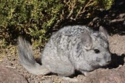 【画像】野生のチンチラ、たくましい