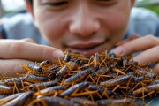 【悲報】食用コオロギブーム、カムバック開始wwwwwwwwwwwwwwwwwwwwwwwwwwwwwwwwwwwwwwwwwwwww