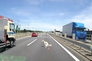 【埼玉】命がけの脱糞が高速道路上で撮影されてしまう(°_°)