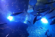 【恋愛】水族館デートに誘ったら断られてしまった。理由はご家族が体調不良のため。「またの機会にお願いしてもいいですか？」とLINEで来たが…
