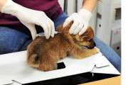 環境省「犬にマイクロチップ埋め込むの義務化な。来年から」