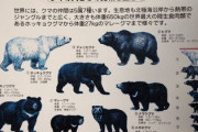 ヒグマ駆除の拒否、北海道猟友会が支部の判断「尊重」で調整…「警察や市町村の十分な協力必要」
